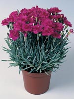 Bergnejlika, Dianthus gratianopolitamus