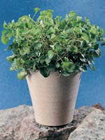 Njurvinda, Dichondra repens