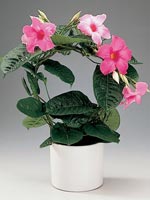 Bägarranka, Mandevilla-hybrid 'Rubiniana'