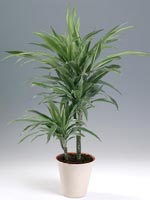 Banddracena, Dracaena fragrans