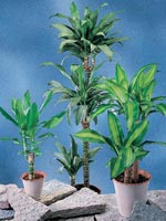 Doftdracena, Dracaena fragrans