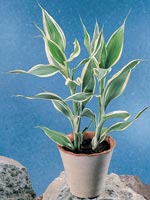 Buskdracena, Dracaena sanderiana