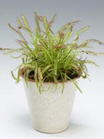 Kapsileshår, Drosera capensis