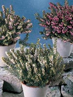 Vårljung, Erica carnea