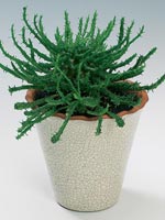 Medusahuvud, Euphorbia caput-medusae