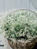 Snötörel, Euphorbia 'Diamond Frost'