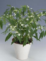 Korallband, Euphorbia fulgens