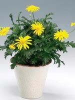 Margeritbusksköna, Euryops chrysanthemoides