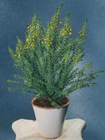 Euryops virgineus