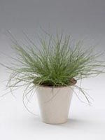 Blåsvingel, Festuca glauca