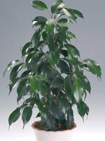 Benjaminfikus 'Natascha', Ficus benjamina