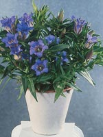 Klasegentiana, Gentiana scabra