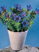 Fransgentiana, Gentiana septemfida