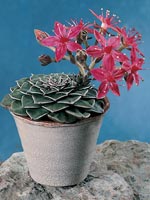 Rosenrosett, Graptopetalum bellum