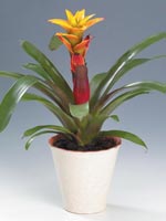 Guzmania, Guzmania hybrid