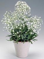 Brudsslöja, Gypsophila paniculata