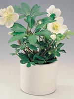 Julros, Helleborus hybrid