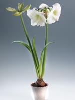 Amaryllis, Hippeastrum hybrid