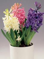 Hyacint, Hyacinthus orientalis