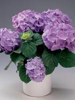 Hortensia, Hydrangea macrophylla