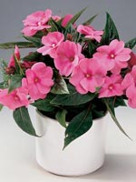 Lyckliga Lotta, Impatiens New Guinea-hybrid