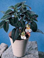 Papegojbalsamin, Impatiens velvetea