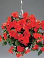 Flitiga Lisa, Impatiens walleriana