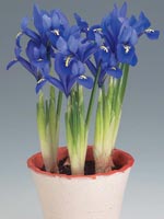 Våriris, Iris reticulata