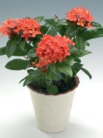 Eldboll, Ixora