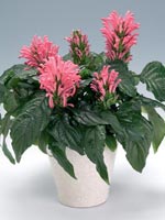 Praktjakobinia, Justicia carnea syn. Jacobinia carnea