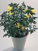 Vårjasmin, Jasminum mesnyi