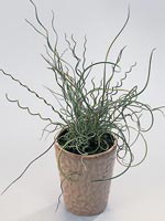 Veketåg, Juncus effusus