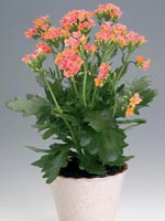 Kalanchoe blossfeldiana-hybrid 'African'®, Kalanchoe