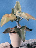 Kamelhårskalankoe, Kalanchoe beharensis