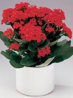 Våreld, Höstglöd, Kalanchoe blossfeldiana