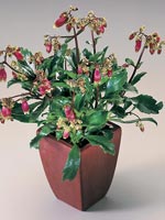 Våreld, Höstglöd, Kalanchoe hybrid