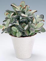 Pandaöron, Kalanchoë tomentosa