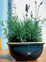 Lavendel, Lavandula angustifolia