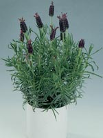 Skärmlavendel, Lavandula stoechas