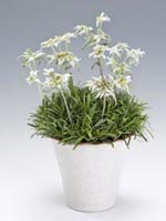 Edelweiss, Leontopodium alpinum