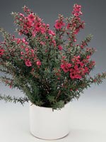 Rosenmyrten, Leptospermum scoparium