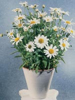 Prästkrage, Leucanthemum maximum