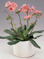 Broklewisia, Lewisia cotyledon