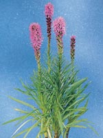 Rosenstav, Liatris spicata