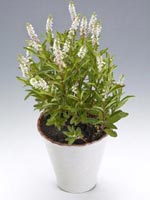 Vitlysing, Lysimachia clethroides