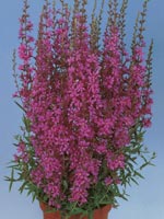 Fackelblomster, Lythrum salicaria