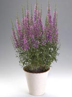 Smalt fackelblomster, Lythrum virgatum