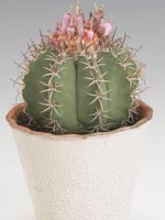 Daggmelonkaktus, Melocactus azureus