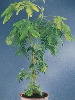 Sensitiva, Mimosa pudica