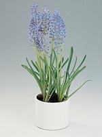 Pärlhyacint, Muscari botryoides